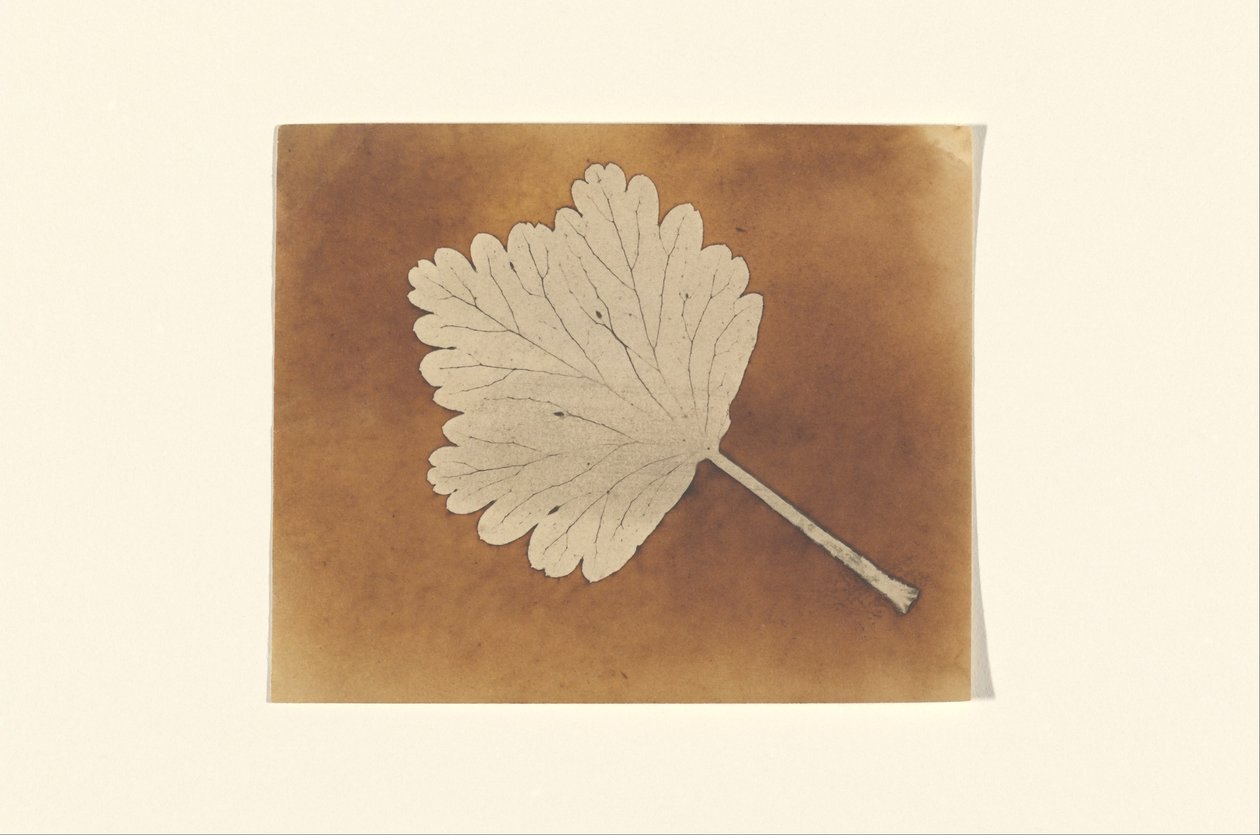 [Blatt] door William Henry Fox Talbot