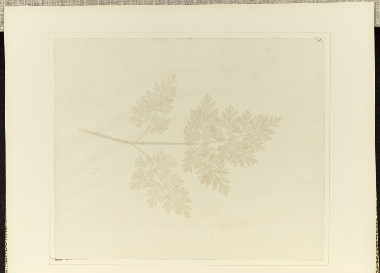 Blad van een plant door William Henry Fox Talbot
