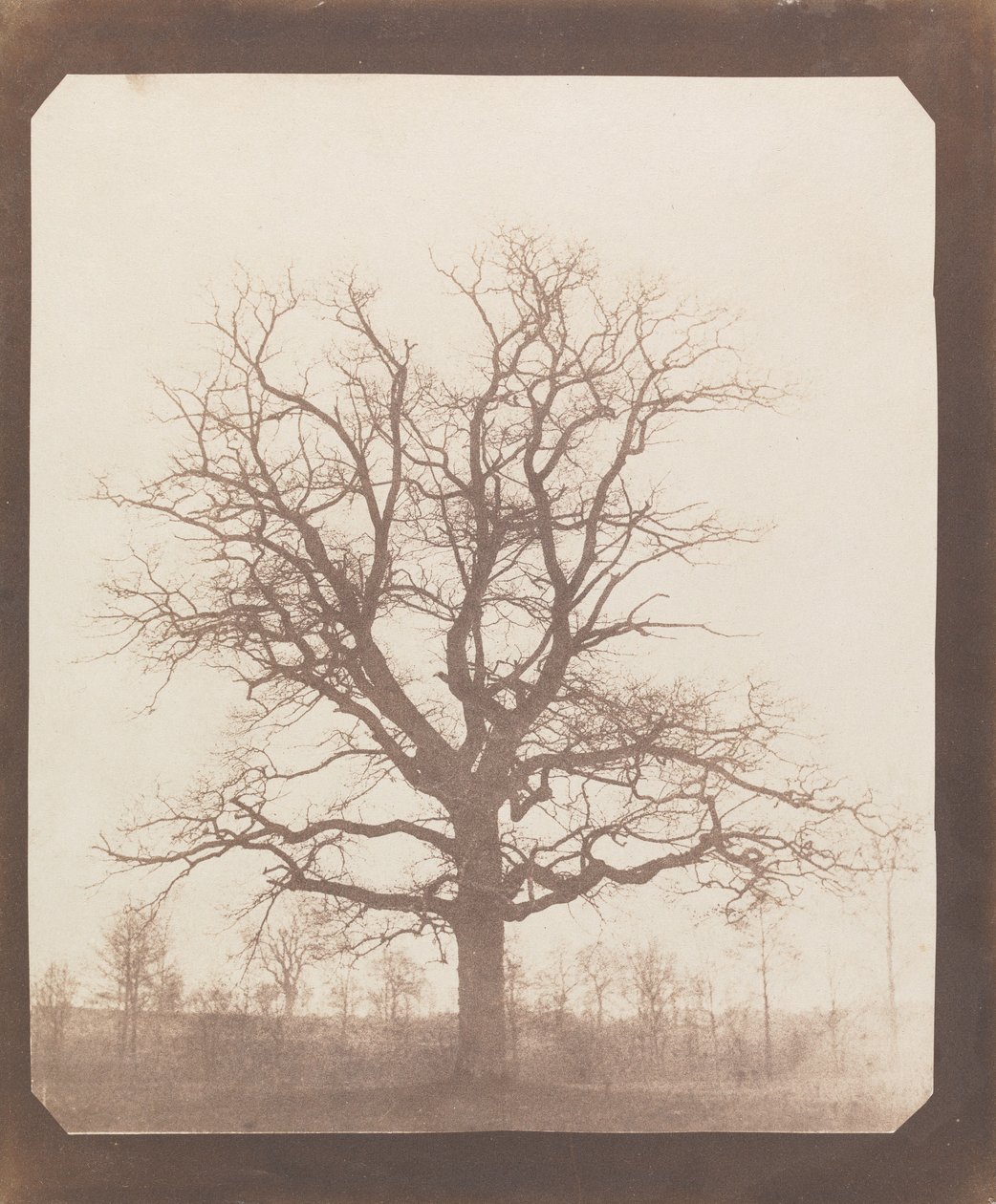 Eik in de winter door William Henry Fox Talbot