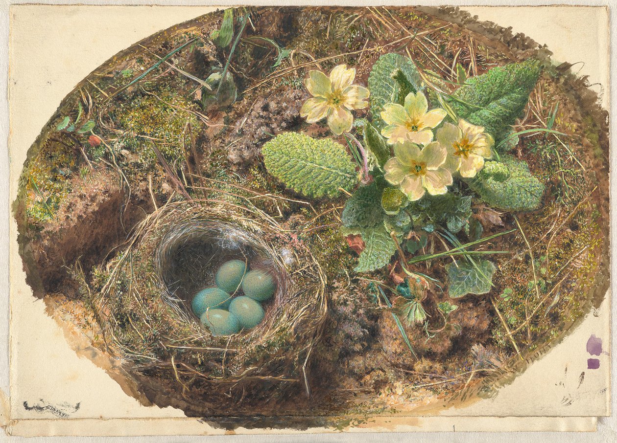 Klein vogelnestje door William Henry Hunt