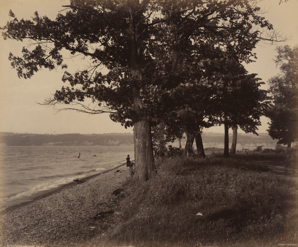 Cayuga Lake, Sheldrake,c. 1895 (foto) door William Herman Rau