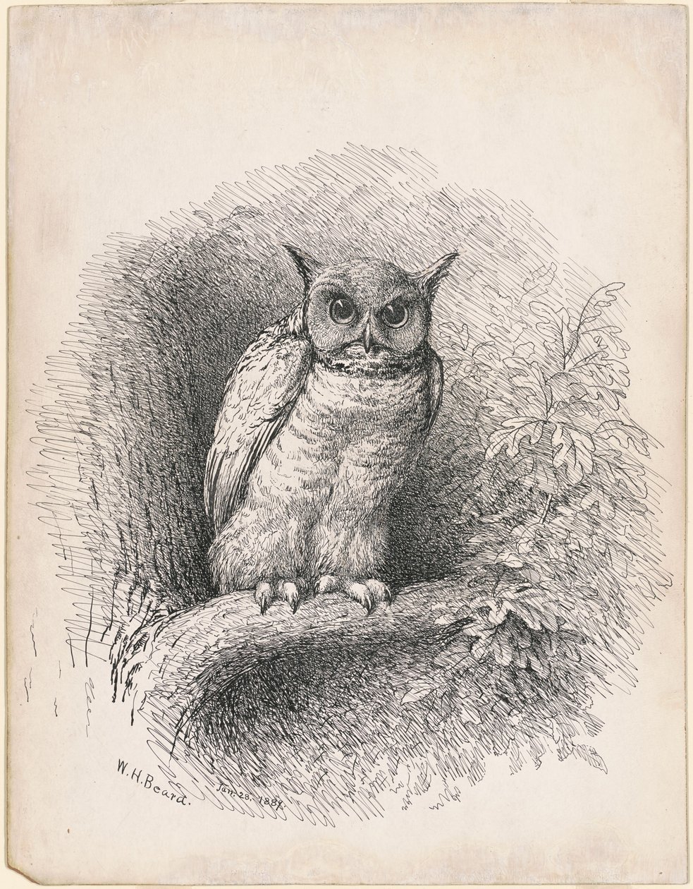Uil door William Holbrook Beard
