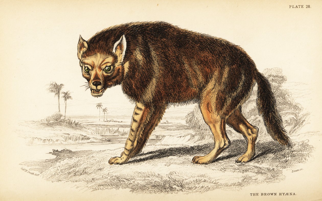 Bruine hyena of strandwolf, Hyaena brunnea (Hyaena fusca) door William Home Lizars