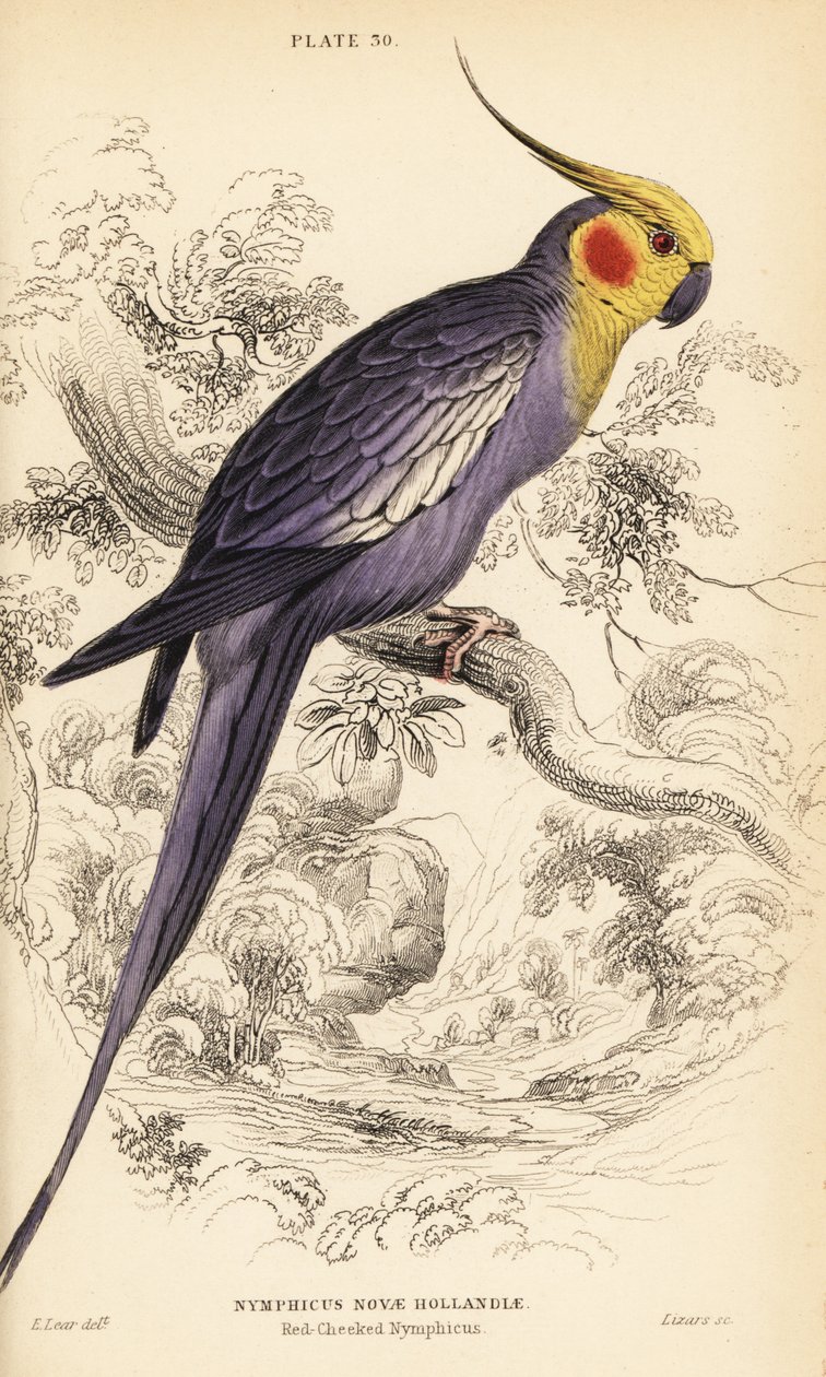 Valkparkiet, Nymphicus hollandicus door William Home Lizars