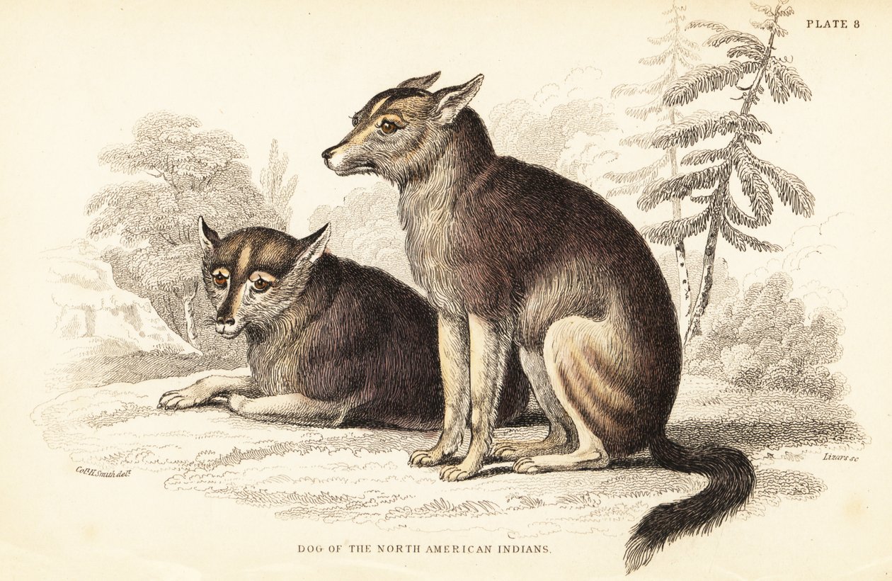 Coyote, Canis latrans door William Home Lizars