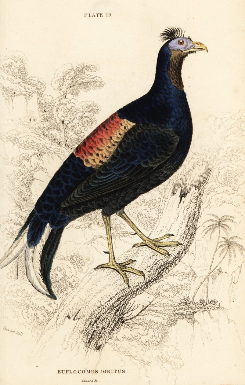 Gekuifde vuurrug, Lophura ignita, mannetje (De Macartney-haan, Euplocomus ignitus) door William Home Lizars