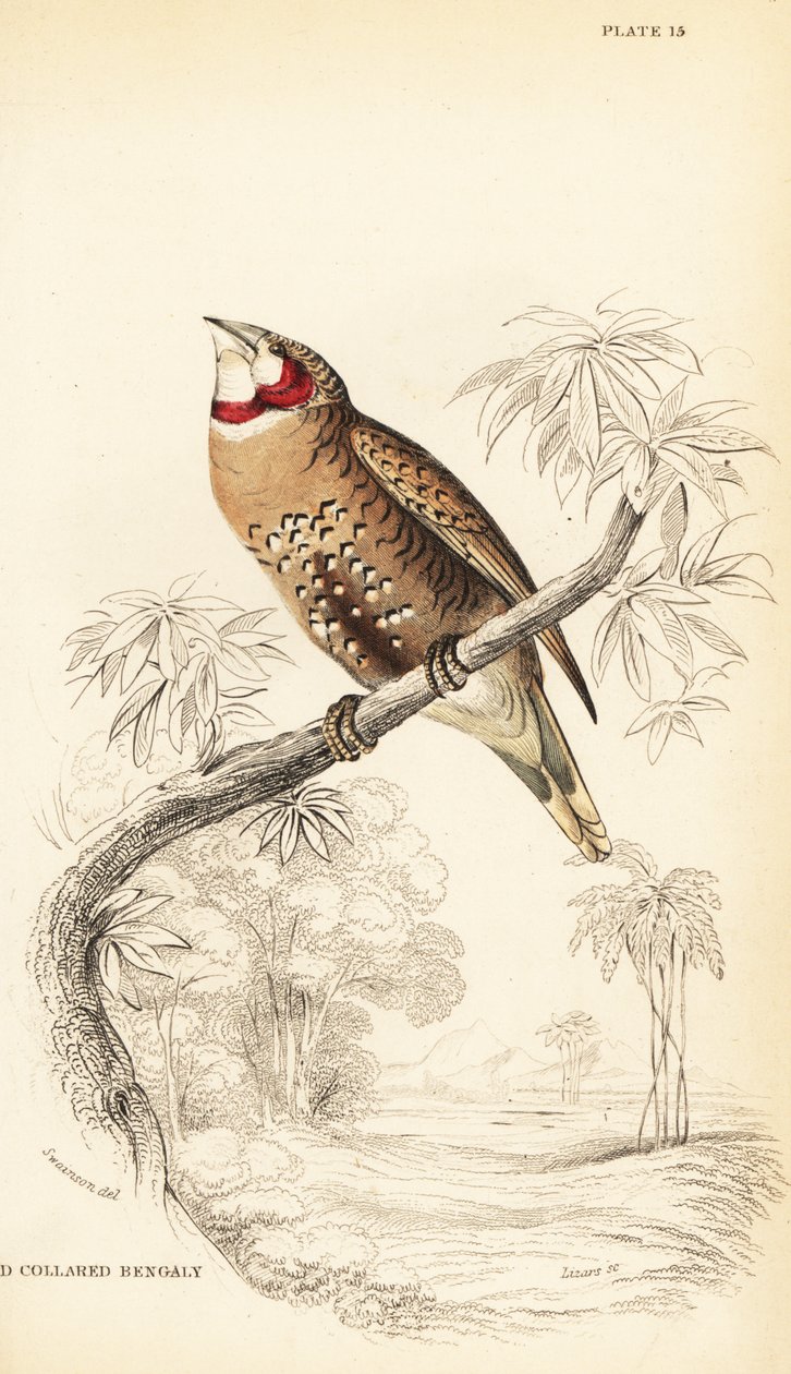 Bandvink of lintvink, Amadina fasciata door William Home Lizars