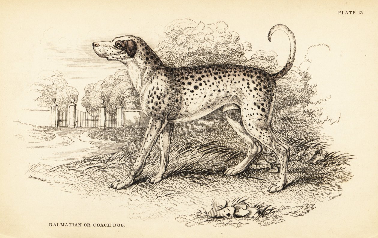 Dalmatische hond of koetshond door William Home Lizars