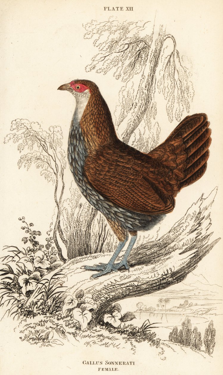 Vrouwelijke grijze junglehoen of Sonnerat