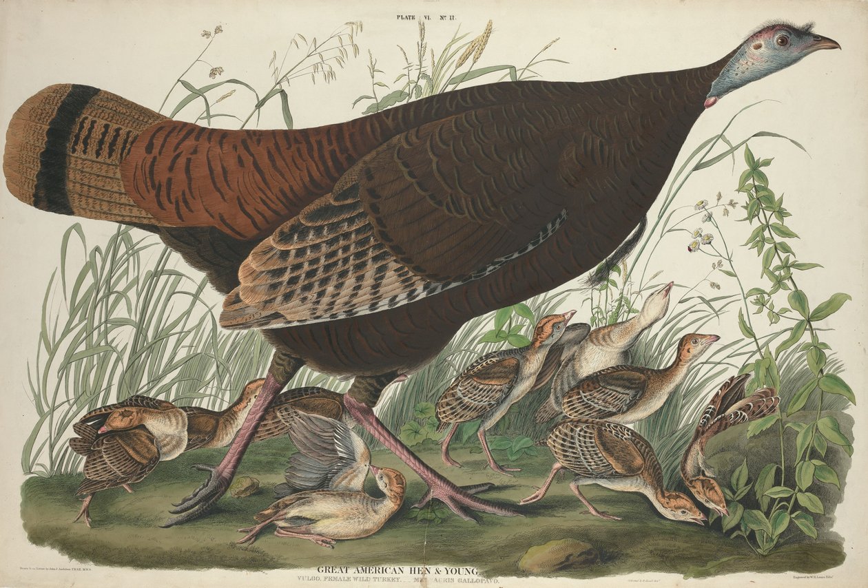 Grote Amerikaanse Hen en Jong, 1827 door William Home Lizars