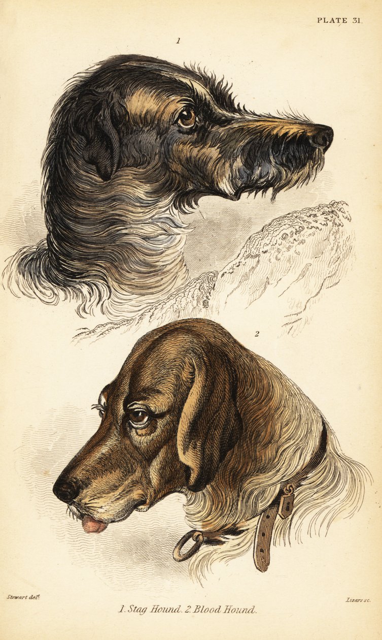 Hoofden van een hertenhond en bloedhond, Canis lupus familiaris (Canis sagaces en Canis sanguinarius) door William Home Lizars