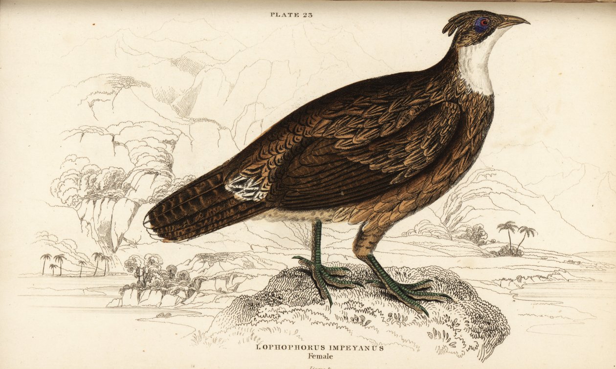 Himalaya monal, vrouwtje, Lophophorus impejanus (Impeyan lophophorus, Lophophorus impeyanus) door William Home Lizars