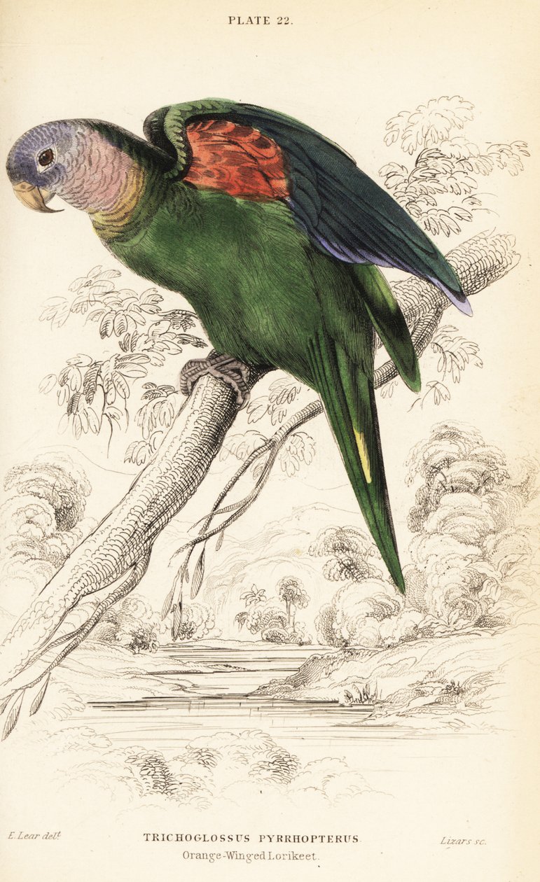 Oranjevleugelamazone, Amazona amazonica door William Home Lizars