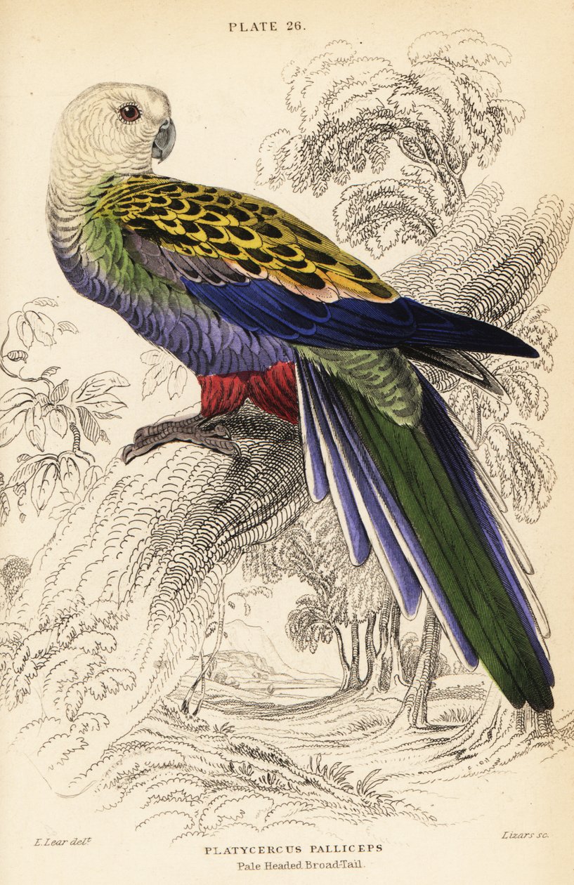 Bleekkoprosella, Platycercus adscitus palliceps door William Home Lizars