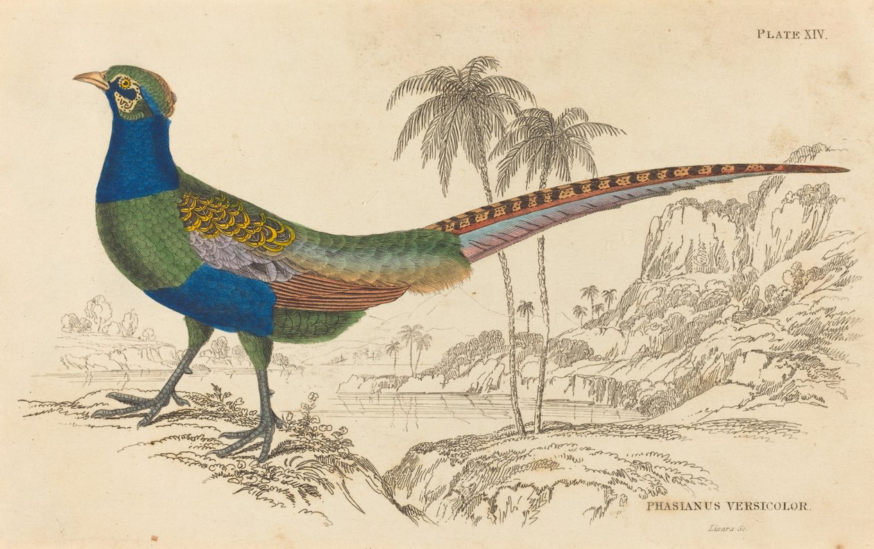 Phasianus Versicolor door William Home Lizars