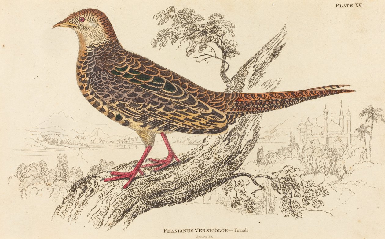Phasianus Versicolor - Vrouwelijk door William Home Lizars