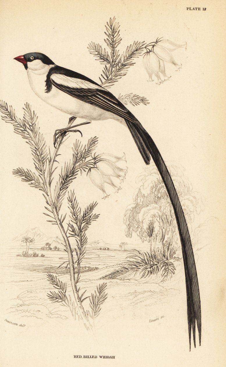 Pintail-wida, Vidua macroura (Roodbekwida, Vidua erythrorhynchus) door William Home Lizars