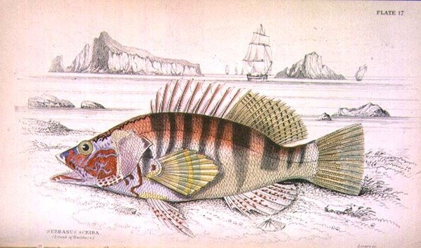 Serbanus Scriba (Eiland Baziluzzo), gegraveerd door de kunstenaar uit 