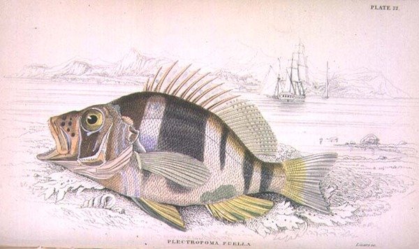 Plate 22 Plectropoma Puella, gegraveerd door de kunstenaar uit 