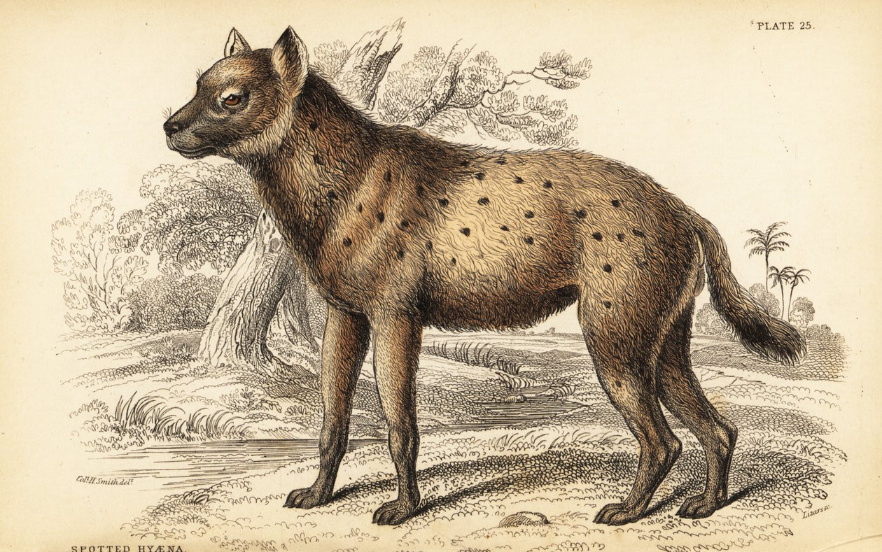 Gevlekte hyena of lachende hyena, Crocuta crocuta (Hyaena crocuta) door William Home Lizars