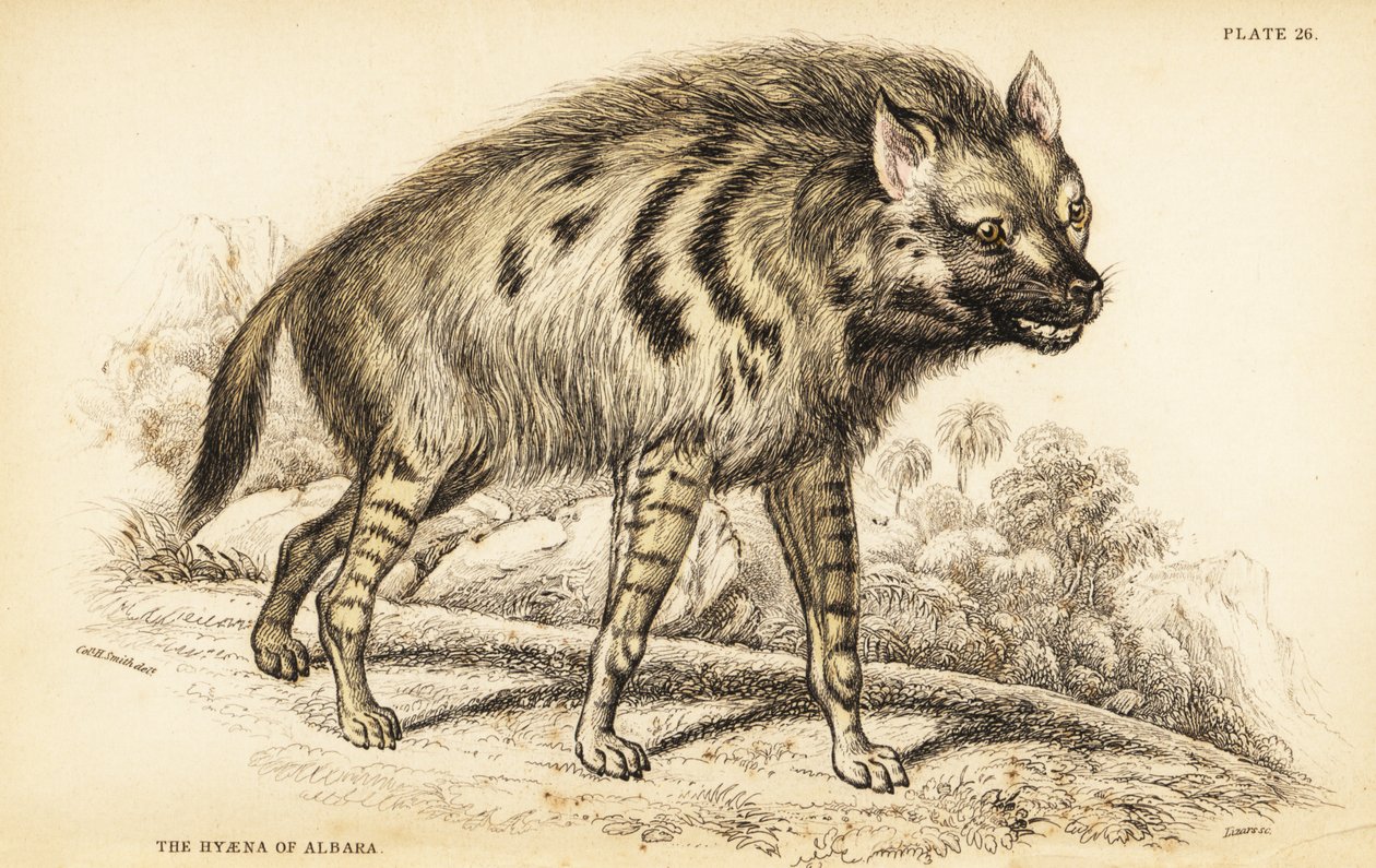 Gestreepte hyena, Hyaena hyaena door William Home Lizars