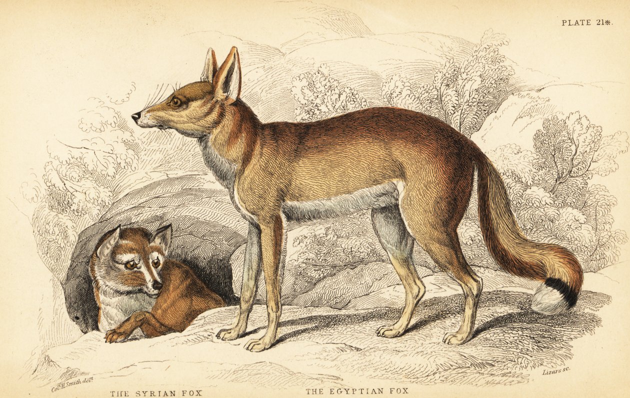Syrische vos of Taaleb, Vulpes thaleb (of Blanford