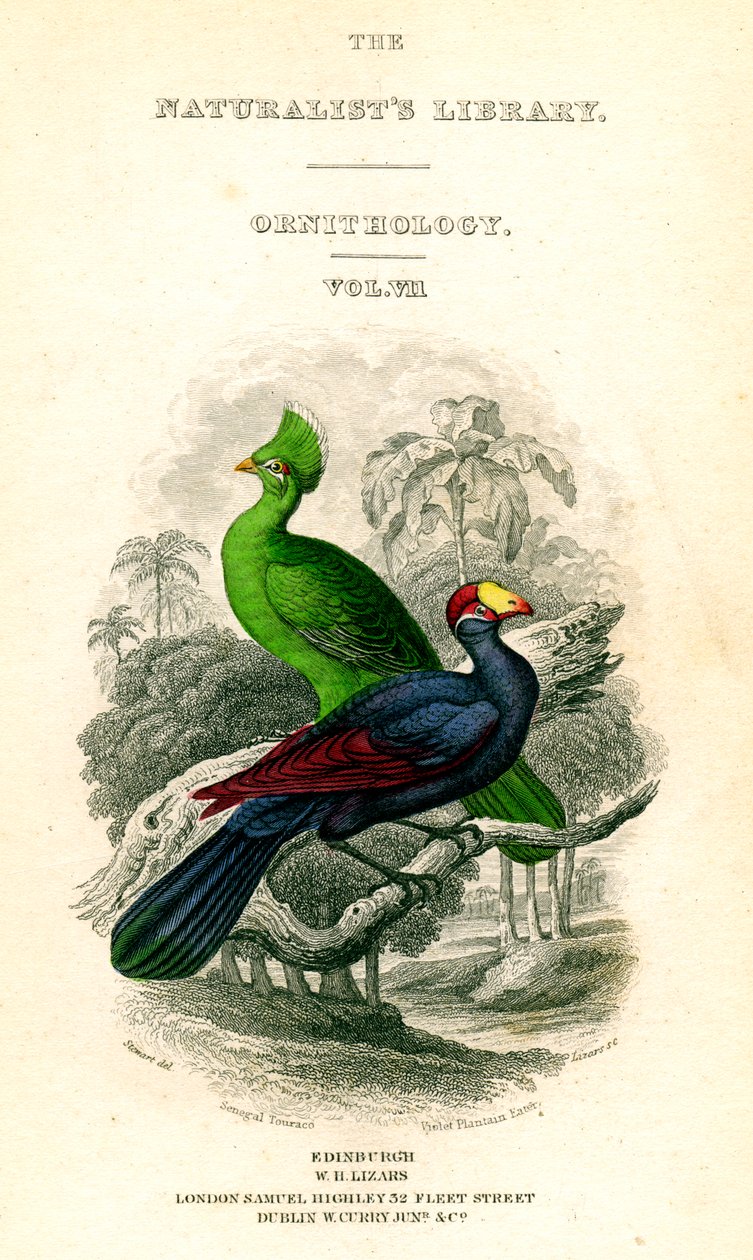 De Natuurliefhebbers Bibliotheek, Ornithologie, Senegal Toerako, Violet Plantain Eter, ca. 1833-1865 door William Home Lizars