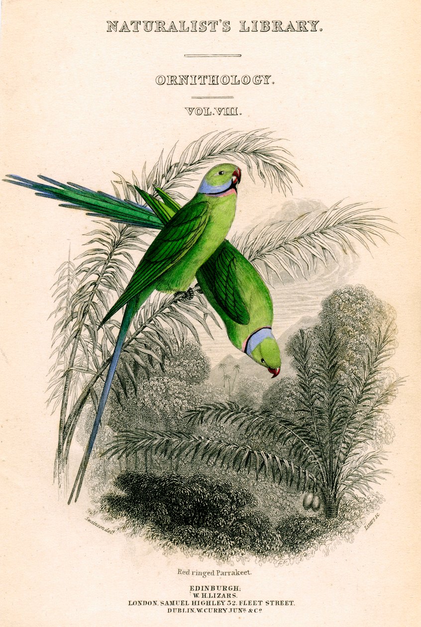 De bibliotheek van de natuuronderzoekers, Ornithologie Vol VIII, Roodgeringde parkiet, ca. 1833-1865 door William Home Lizars