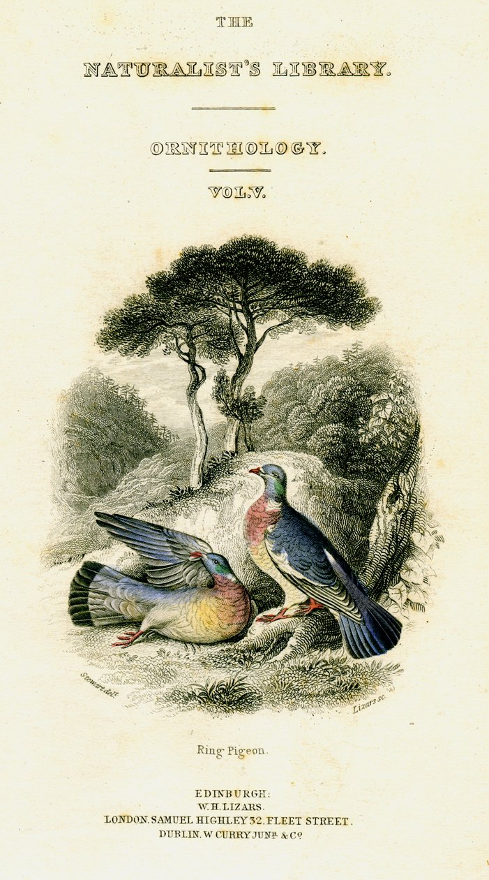 De Natuurliefhebbers Bibliotheek, Ornithologie Vol V, Ringduif, ca. 1833-1865 door William Home Lizars