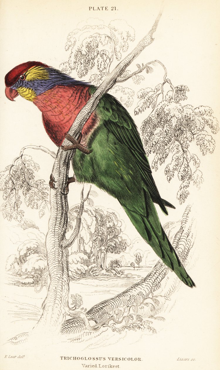 Bonte lori, Psitteuteles versicolor (Trichoglossus versicolor) door William Home Lizars
