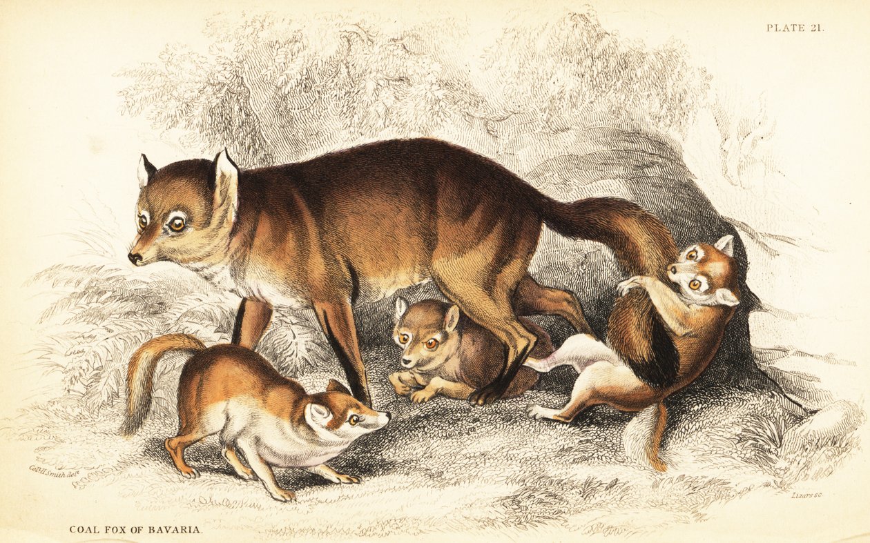 Variëteit van de rode vos, Vulpes vulpes, met welpen (Steenkoolvos van Beieren, Vulpes alopex) door William Home Lizars