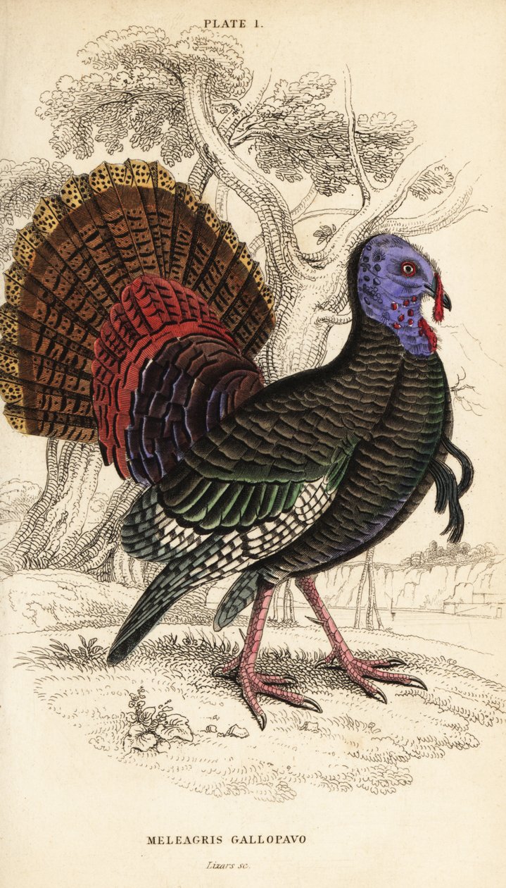 Wilde kalkoen, mannetje, Meleagris gallopavo door William Home Lizars