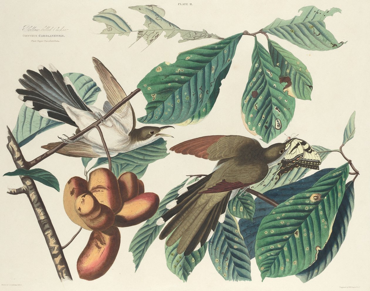 Geelsnavelkoekoek door William Home Lizars after John James Audubon