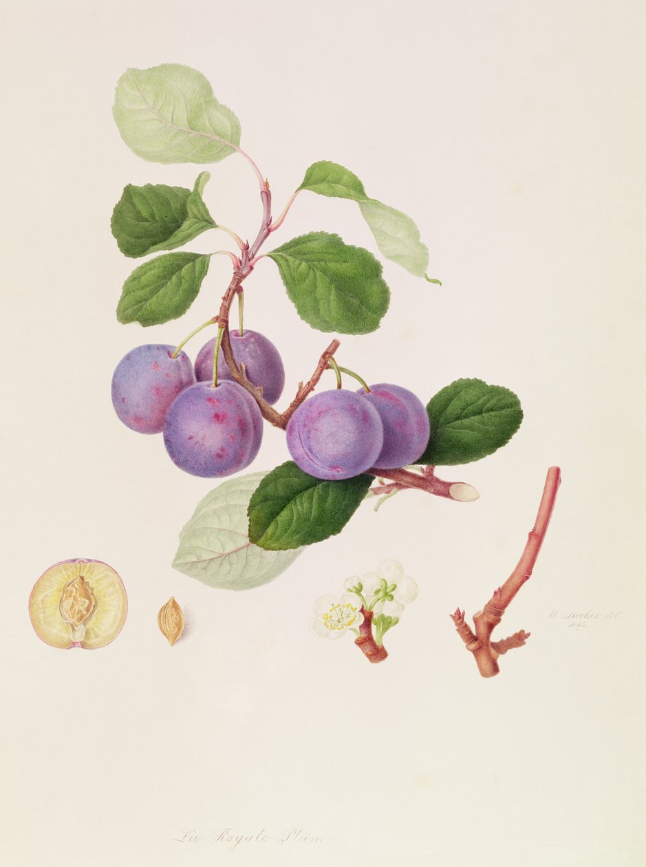 La Royale Plum, 1815 door William Hooker