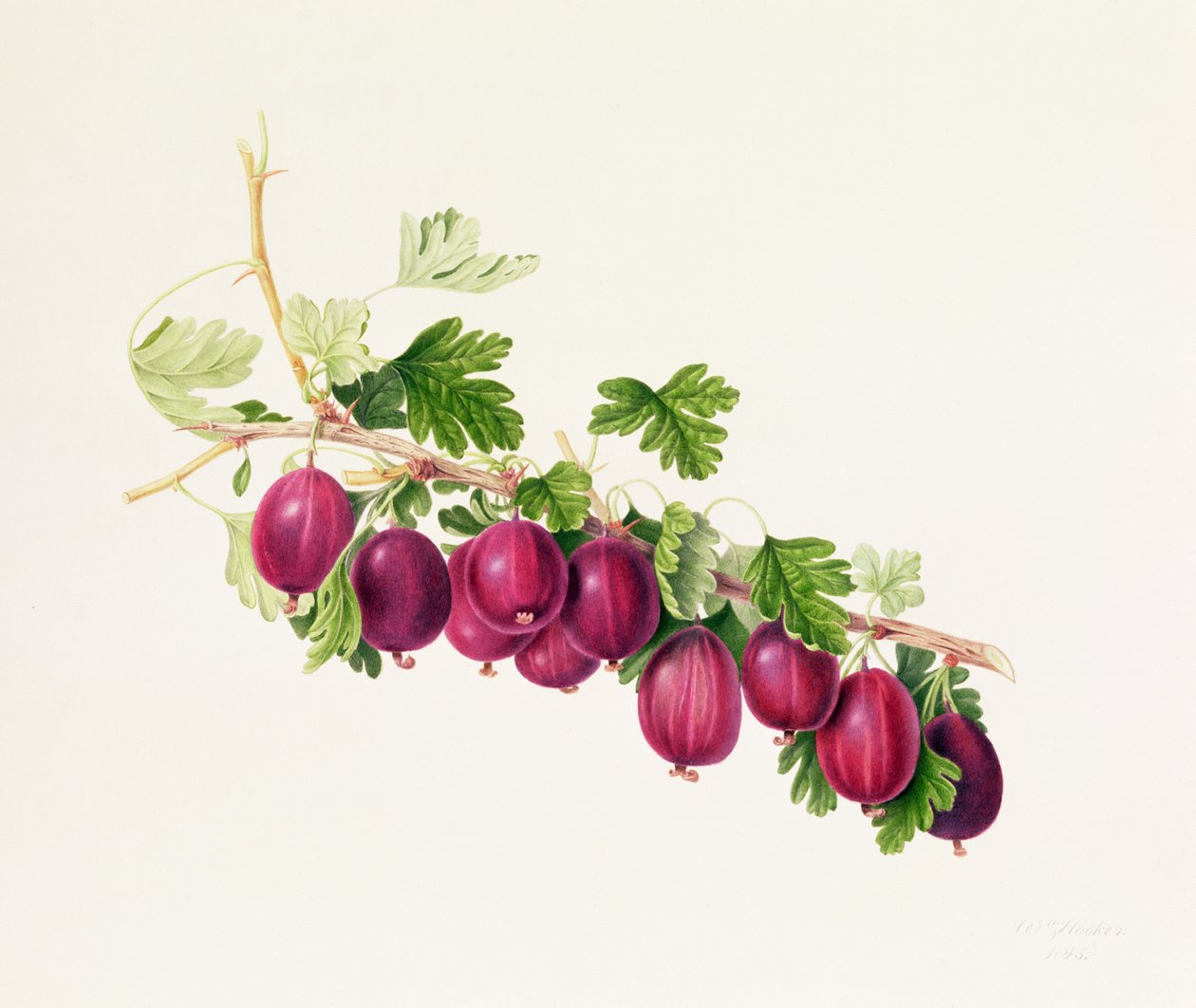 Paarse kruisbes door William Hooker