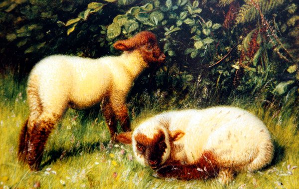Schapen, ca. 1860 door William J. Webbe or Webb