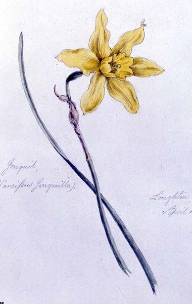 Jonquil, geschilderd in Loughton door William James Linton