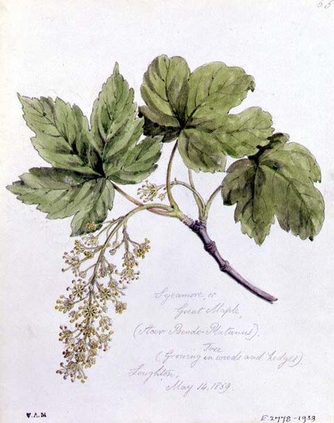 Esdoorn, of Grote Esdoorn, geschilderd in Loughton door William James Linton