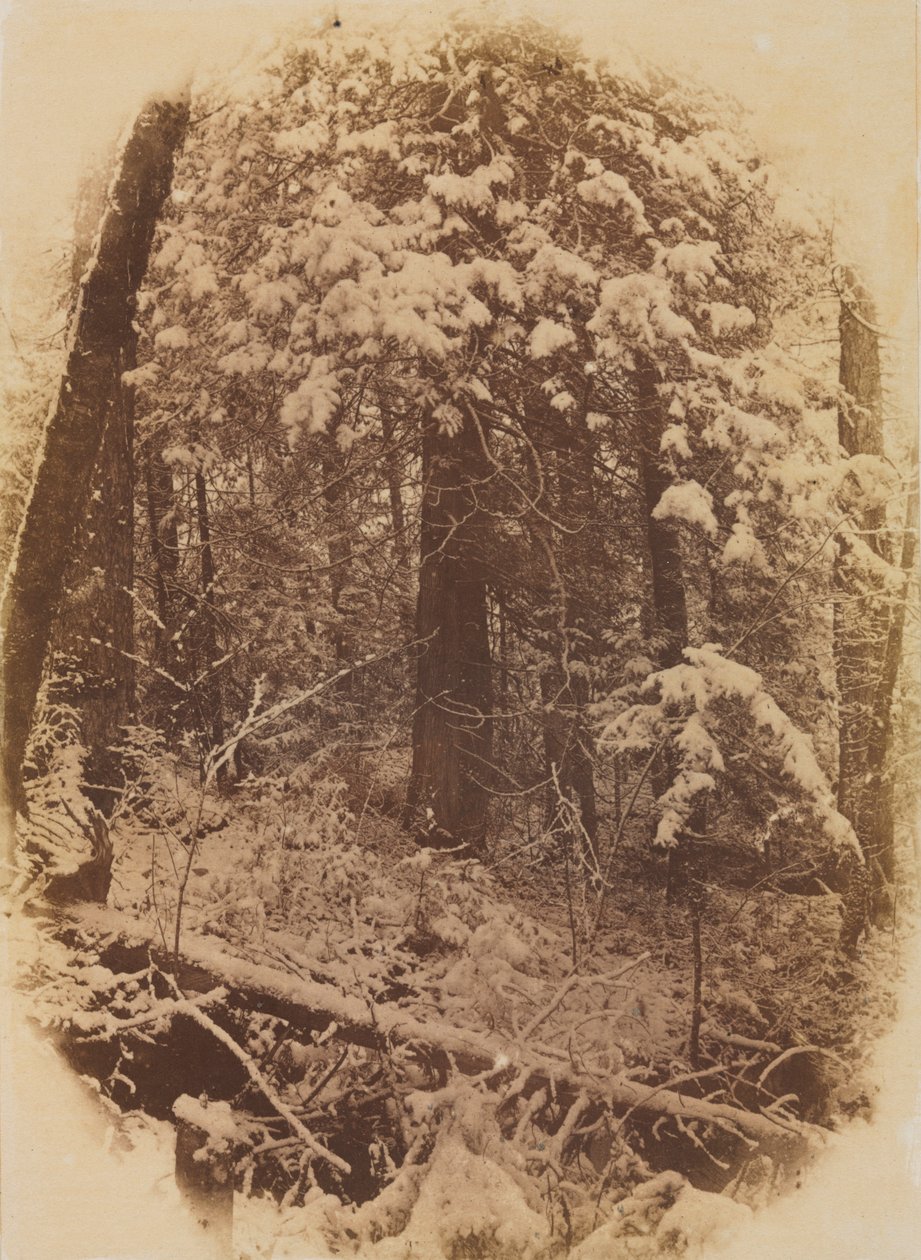 Ongetiteld Bos in Sneeuw, 1859 door William James Stillman