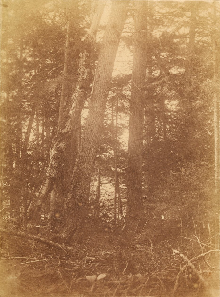 Zonder titel, uit de portfolio The Forest: Adirondack bossen door William James Stillman