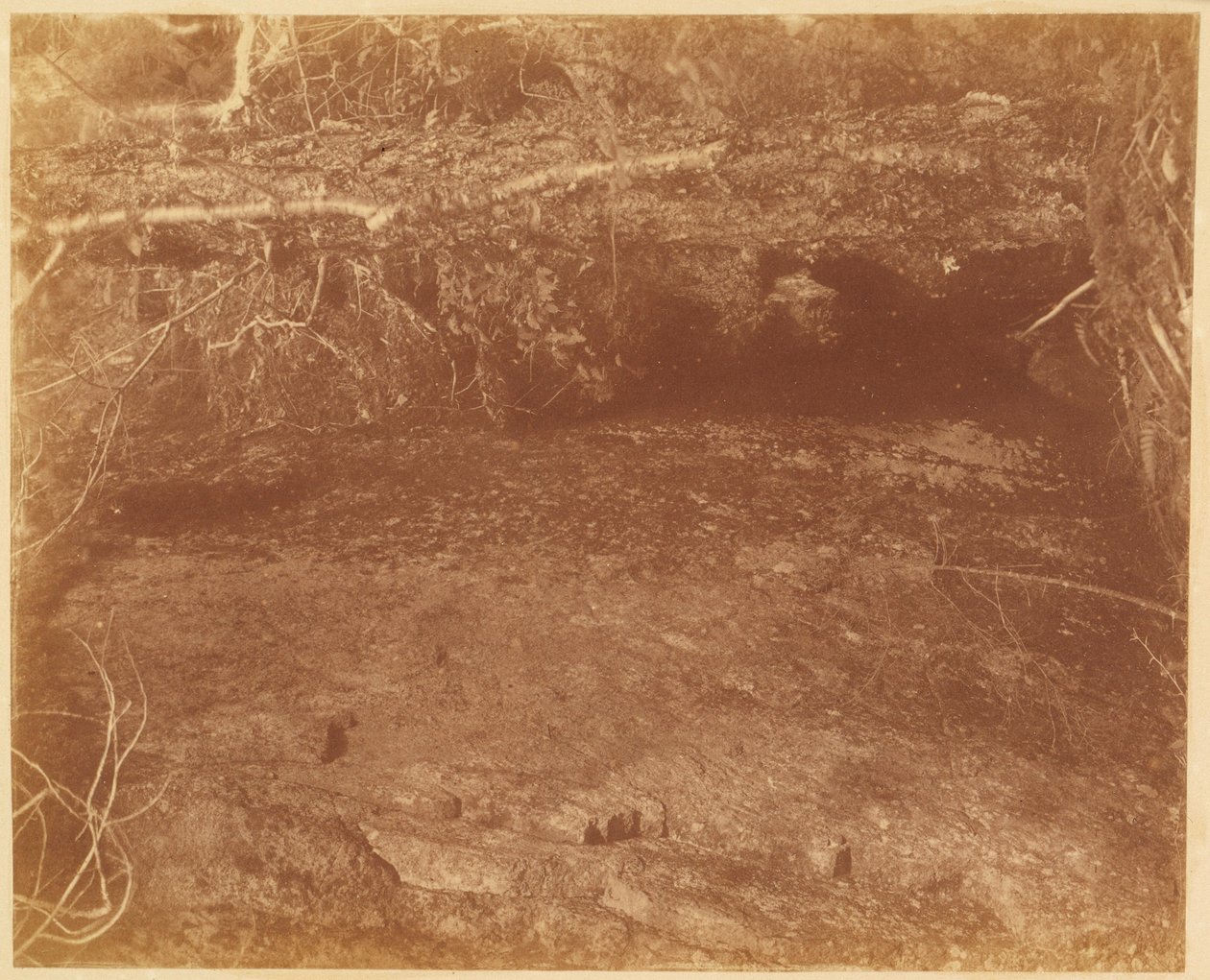 Zonder titel, uit de portfolio The Forest: Adirondack bossen door William James Stillman