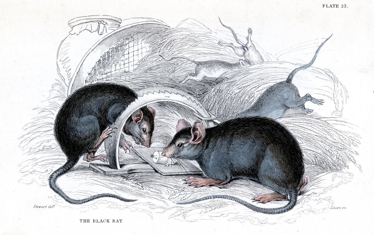 Gravure van Zwarte Rat gevangen in Val, 1838 door William Jardine