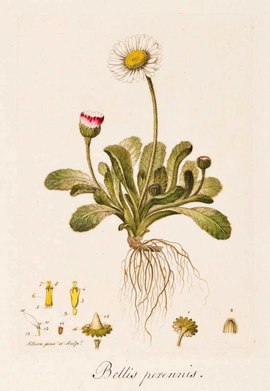 Bellis perennis, Madeliefje door William Kilburn