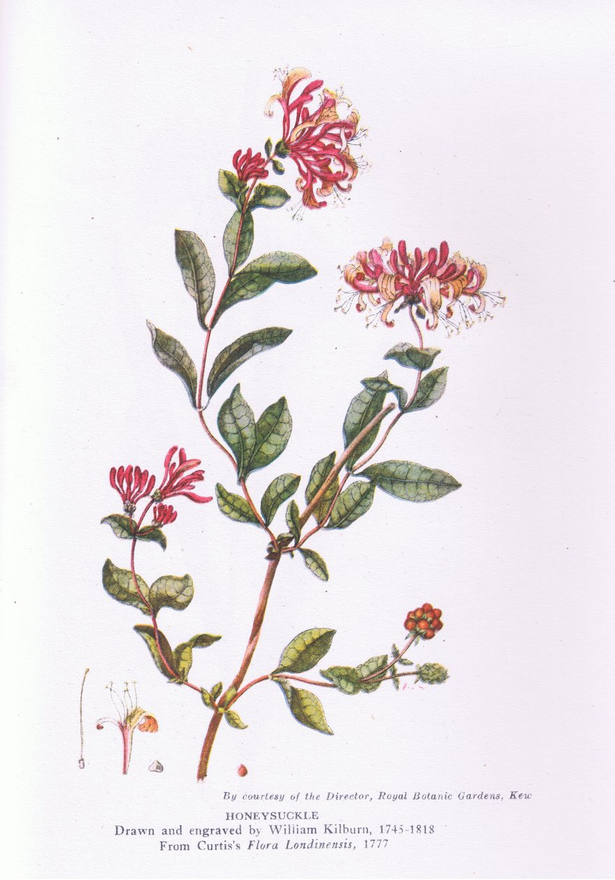 Kamperfoelie, Natuur in Groot-Brittannië gepubliceerd door Collins, 1946 door William Kilburn