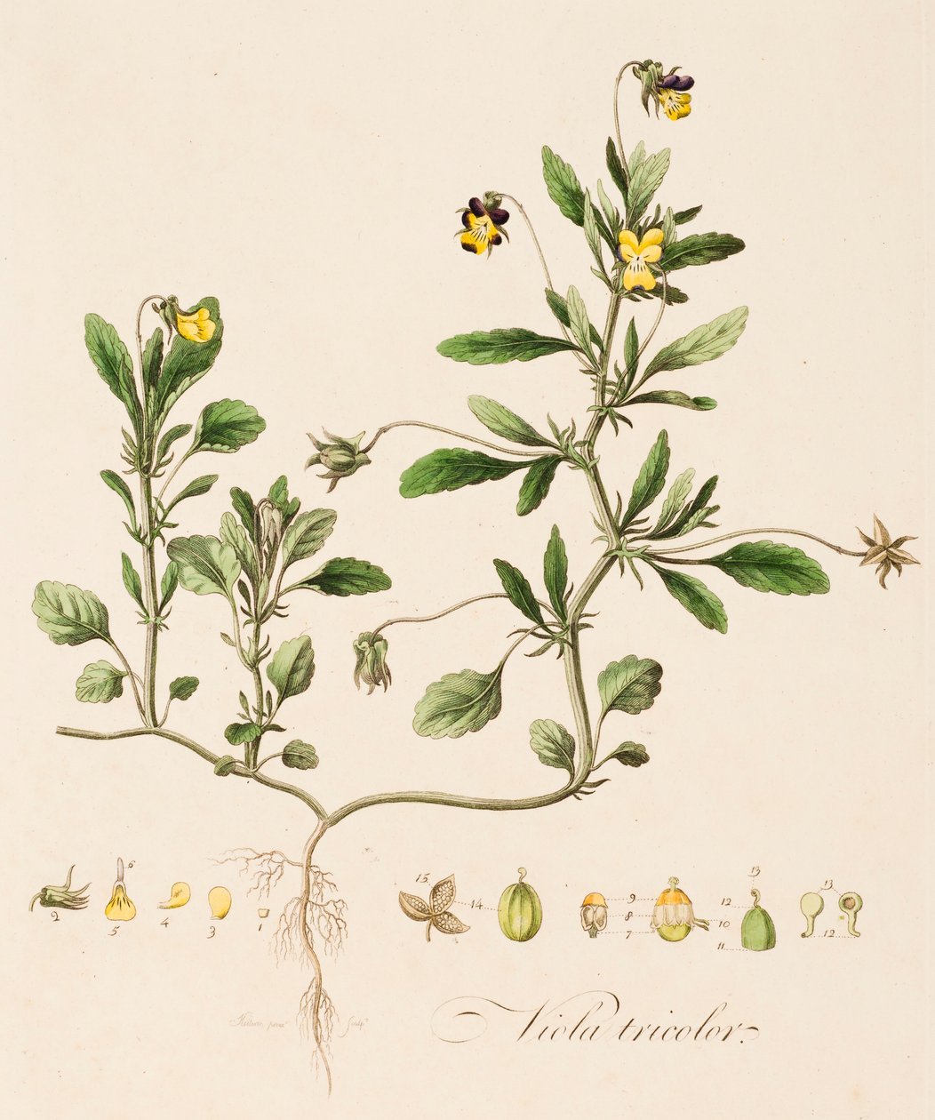 Driekleurig viooltje, ca. 1770-1790 door William Kilburn