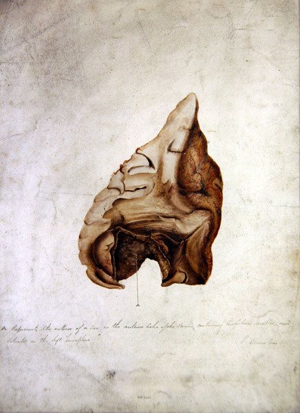 Studie van de Hersenen I, c.1850 door William Lover
