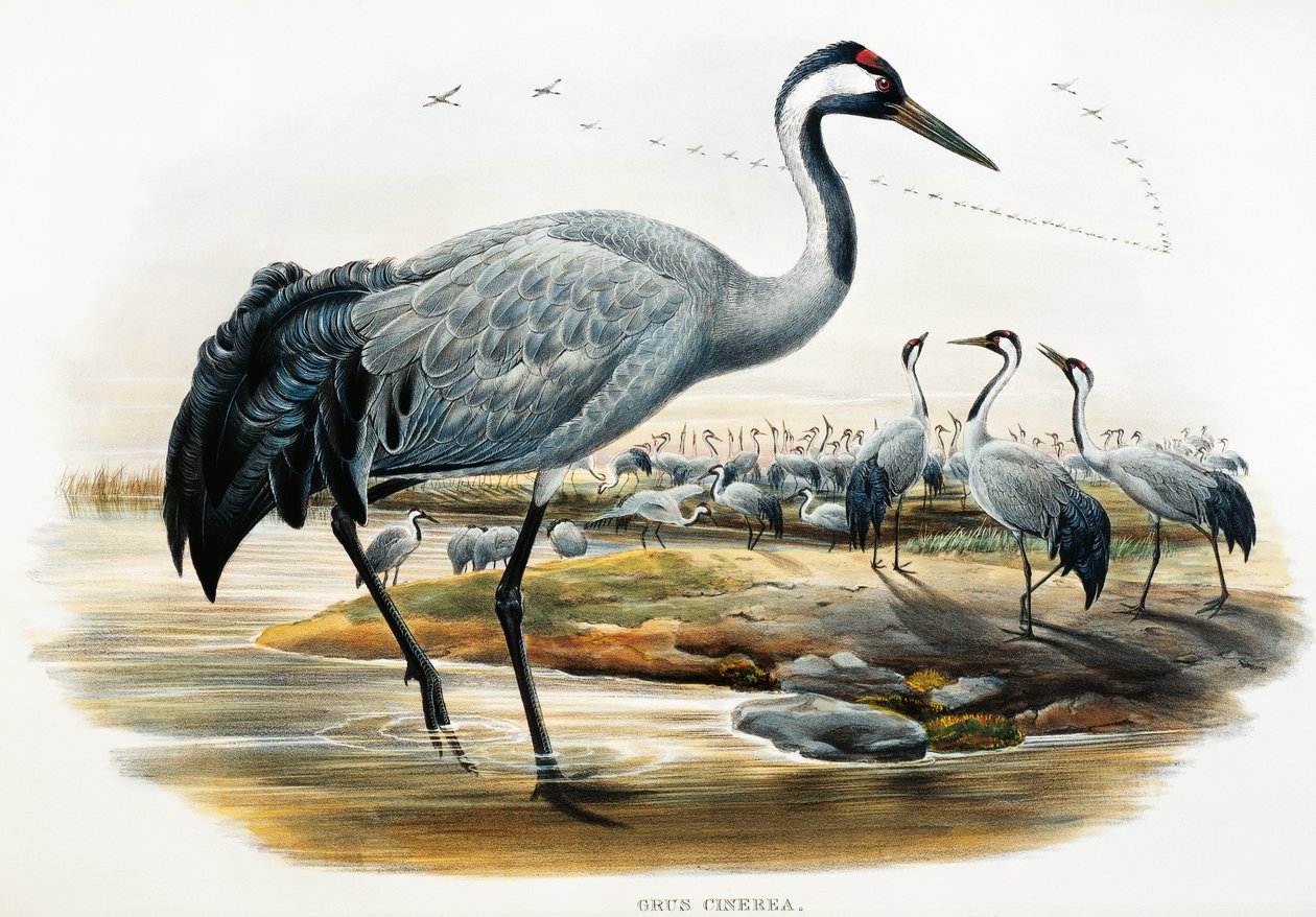Kraanvogel (Grus cinerea), lithografie uit Birds of Great Britain door William Matthew Hart