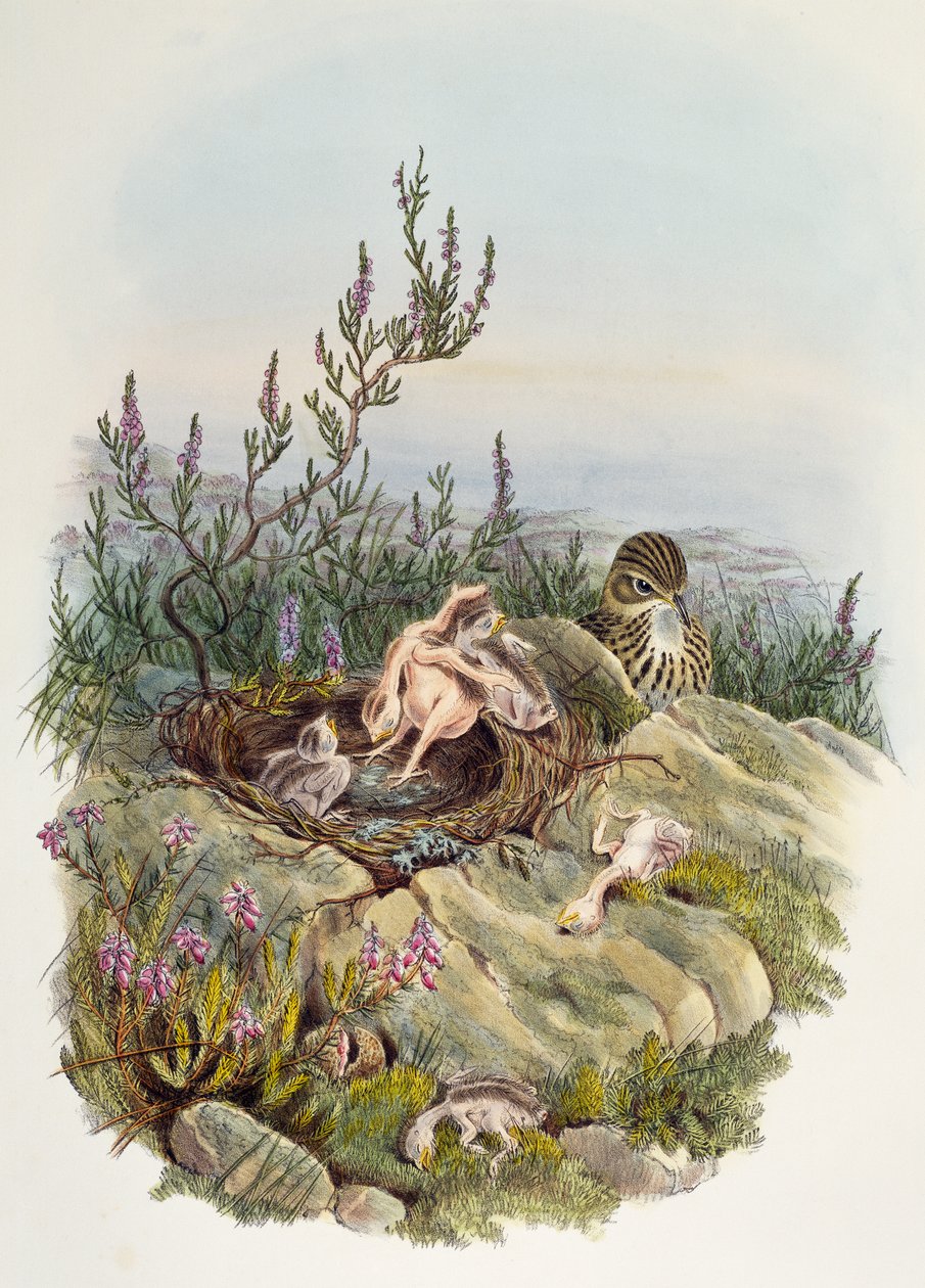 Koekoek, door John Gould (1804-1881), lithografie door William Matthew Hart (1830-1908), Verenigd Koninkrijk door William Matthew Hart