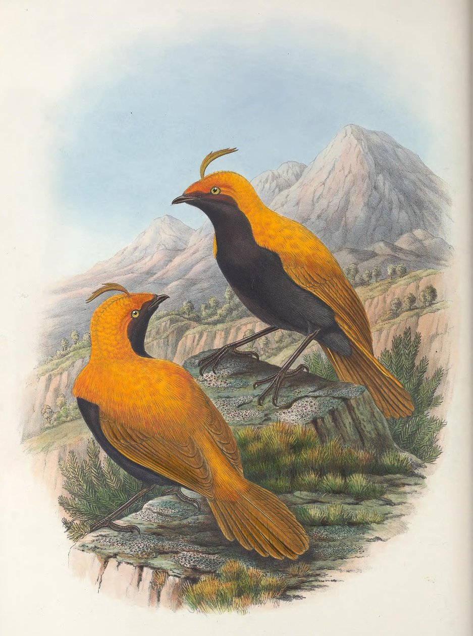 Hart Cnemophilus macgregorii gewas door William Matthew Hart