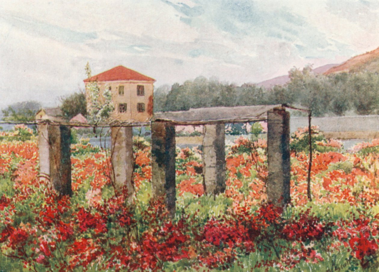 Een rozentuin, Bordighera (kleurenlitho) door William Scott